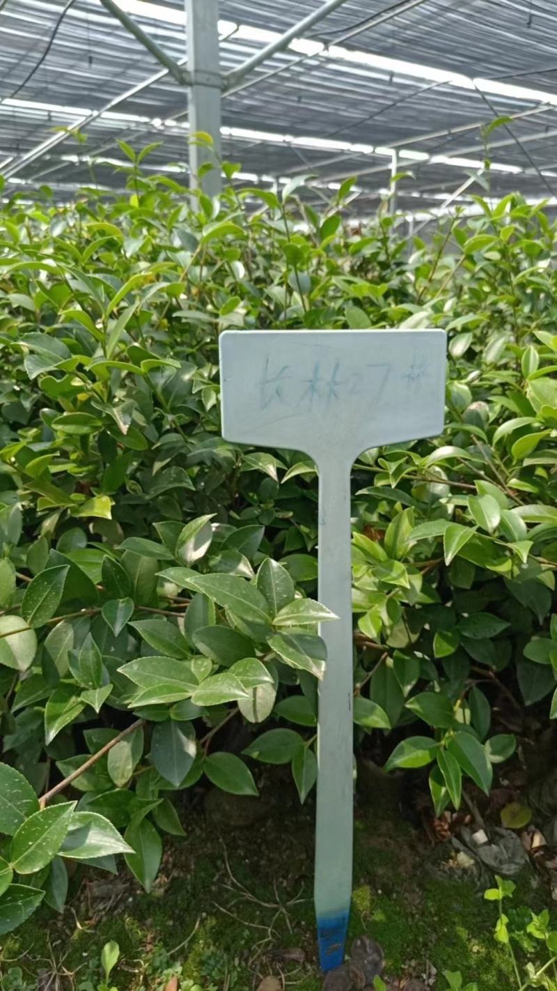 湖南长林系列油茶苗，大量供应提供各种规格，品系油茶苗