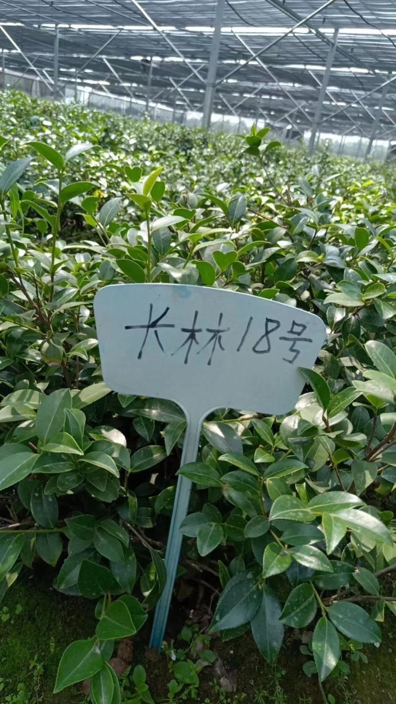 湖南长林系列油茶苗，大量供应提供各种规格，品系油茶苗