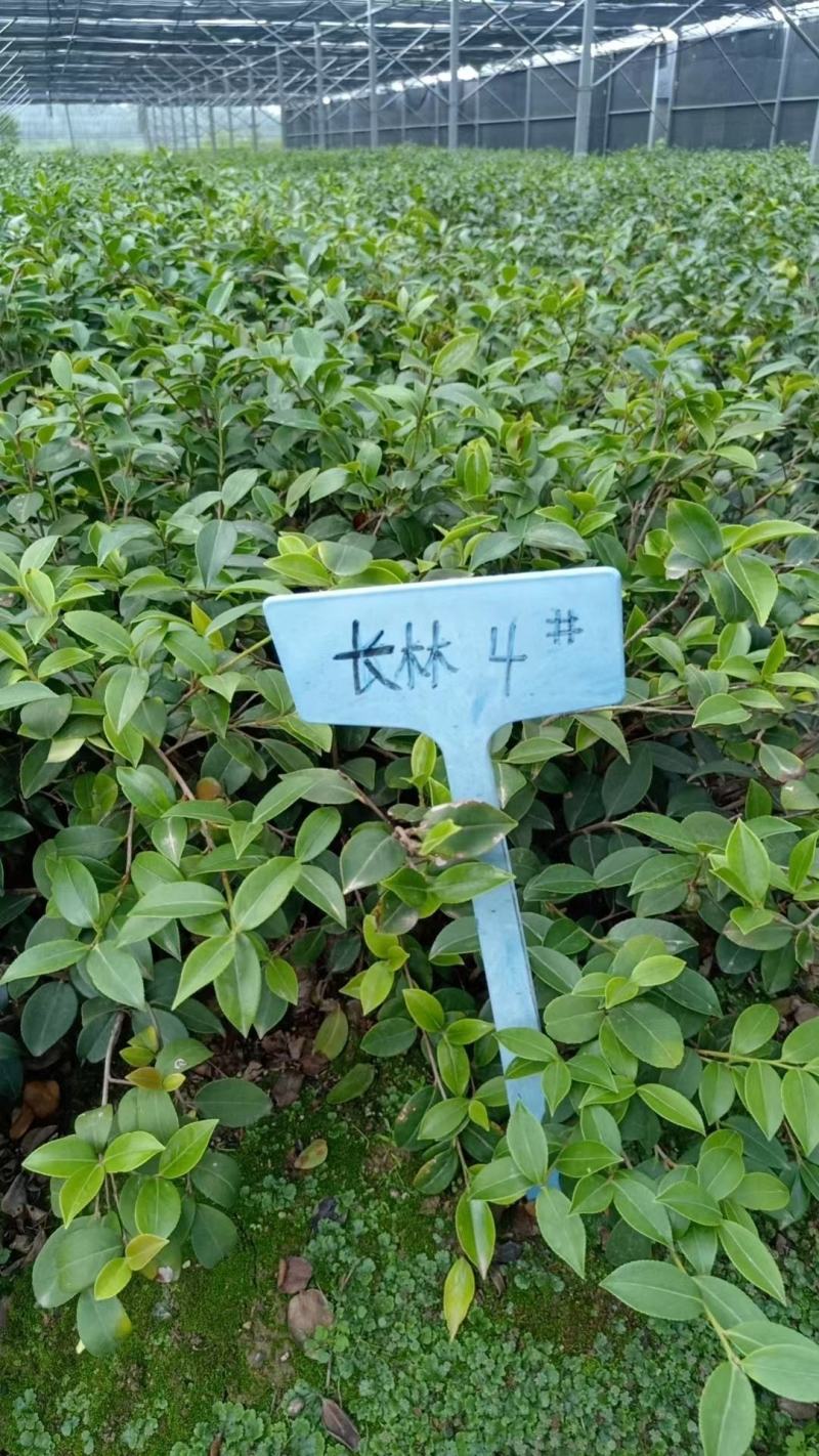 湖南长林系列油茶苗，大量供应提供各种规格，品系油茶苗