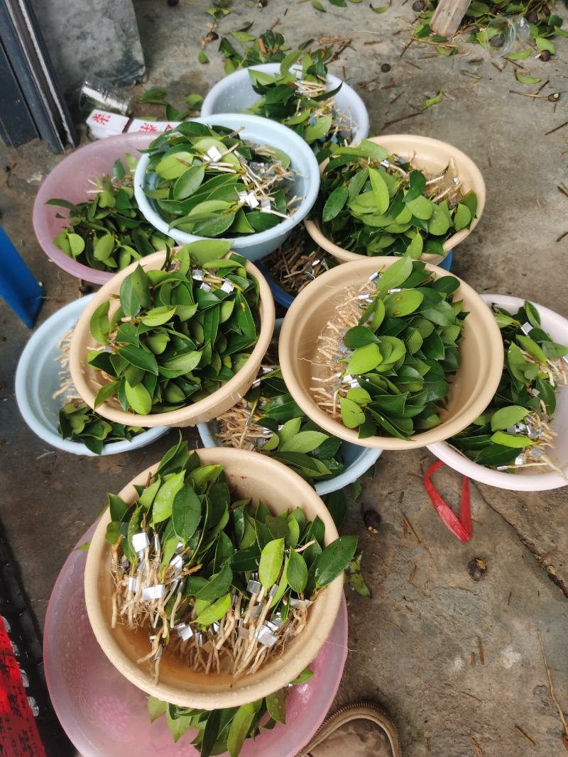 湖南长林系列油茶苗，大量供应提供各种规格，品系油茶苗