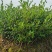 湖南长林系列油茶苗，大量供应提供各种规格，品系油茶苗