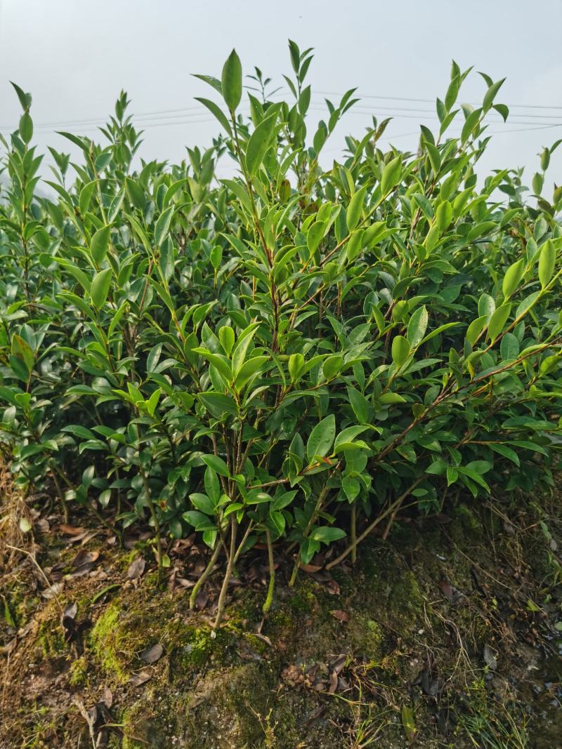 湖南长林系列油茶苗，大量供应提供各种规格，品系油茶苗