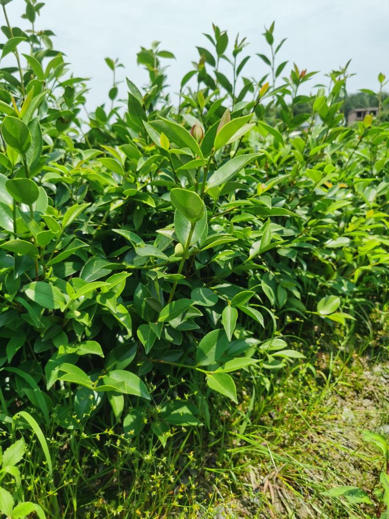 湖南长林系列油茶苗，大量供应提供各种规格，品系油茶苗