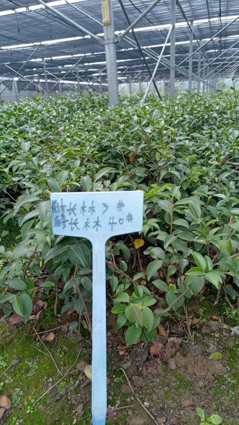 湖南长林系列油茶苗，大量供应提供各种规格，品系油茶苗