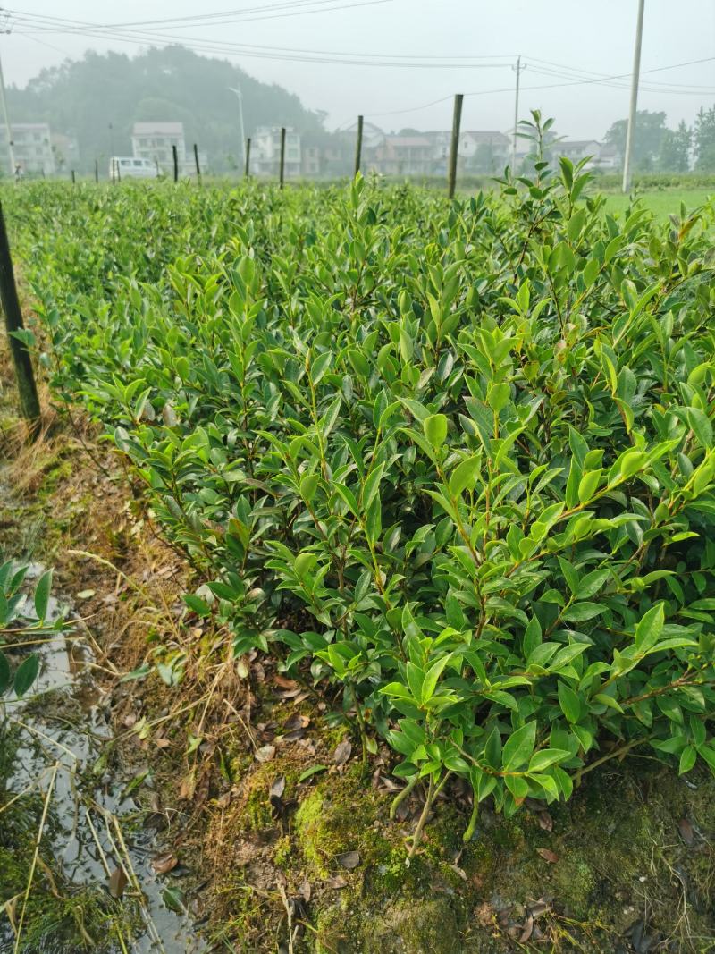 湖南长林系列油茶苗，大量供应提供各种规格，品系油茶苗