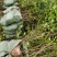 湖南长林系列油茶苗，大量供应提供各种规格，品系油茶苗