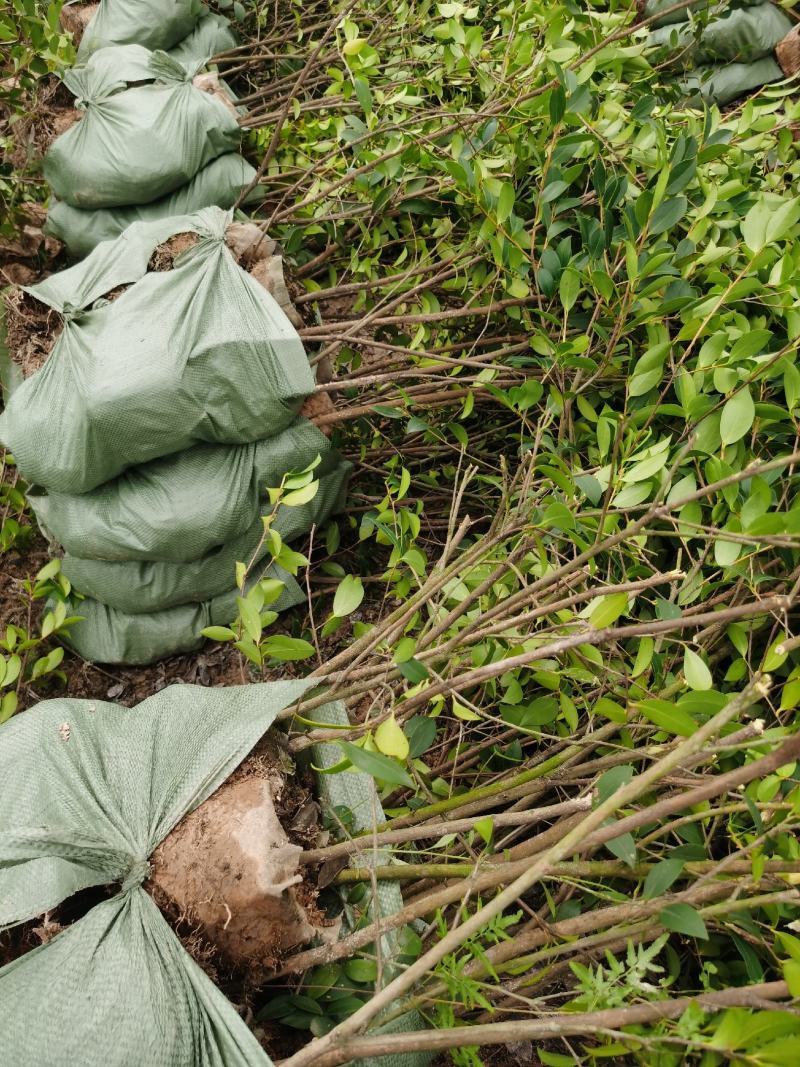 湖南长林系列油茶苗，大量供应提供各种规格，品系油茶苗