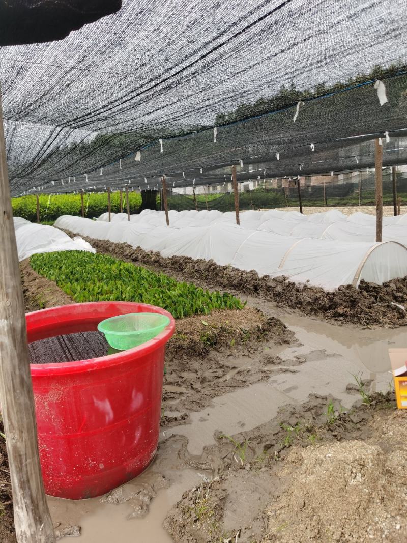 湖南长林系列油茶苗，大量供应提供各种规格，品系油茶苗