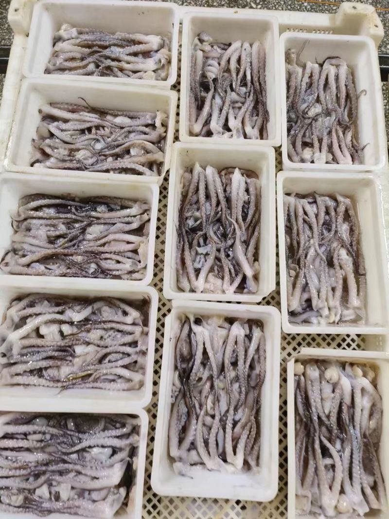 鱿鱼须二本足（阿尤）