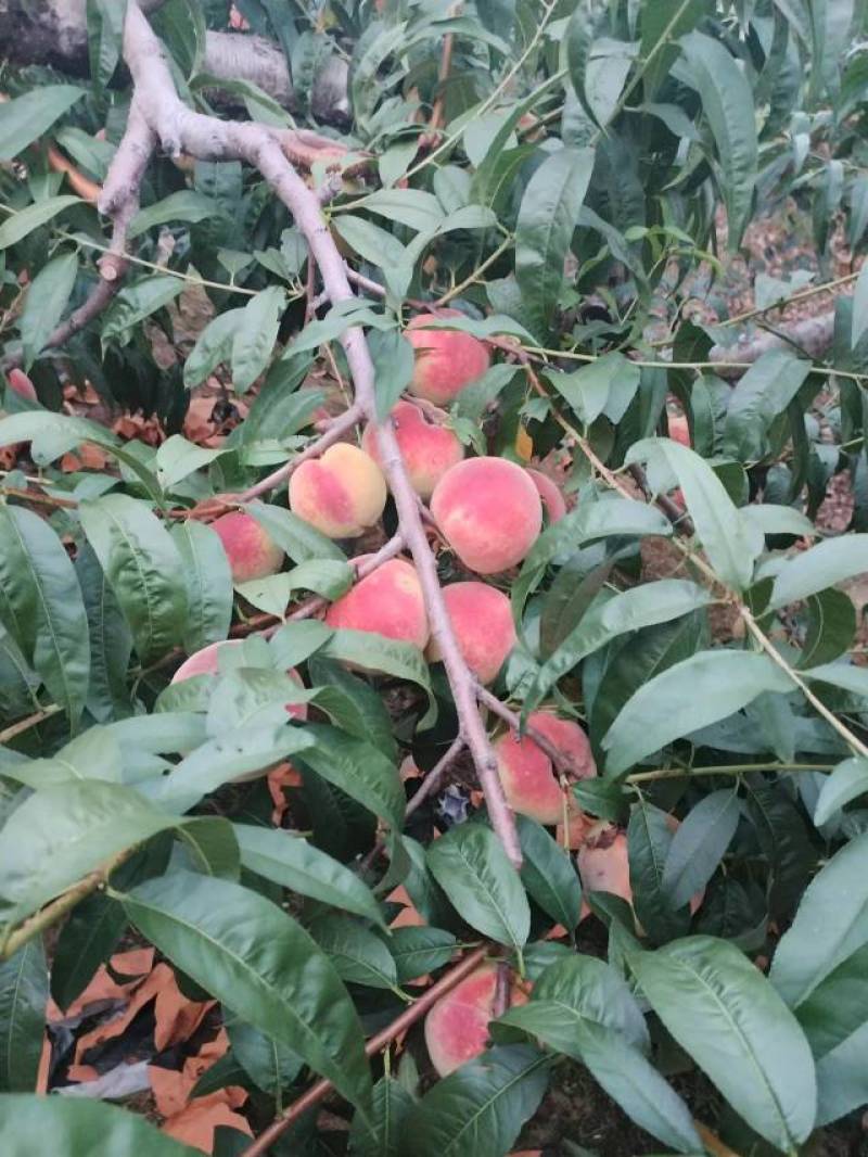 纸袋寒露蜜桃子，价格美丽，需要老板联系