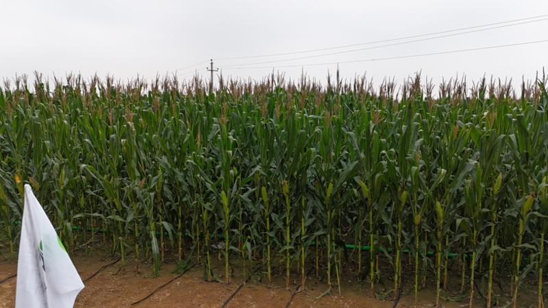 全株玉米秸秆2000亩