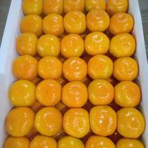 精品蜜橘云南特早蜜橘大量上市产地直供量大从优