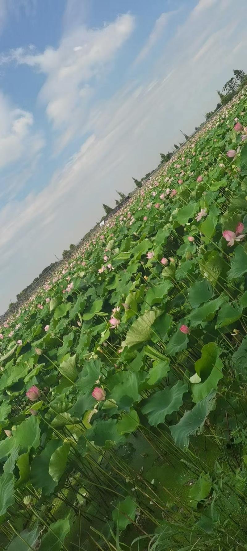 嫩莲蓬大量发货中长期供应新鲜水果莲蓬，青莲蓬