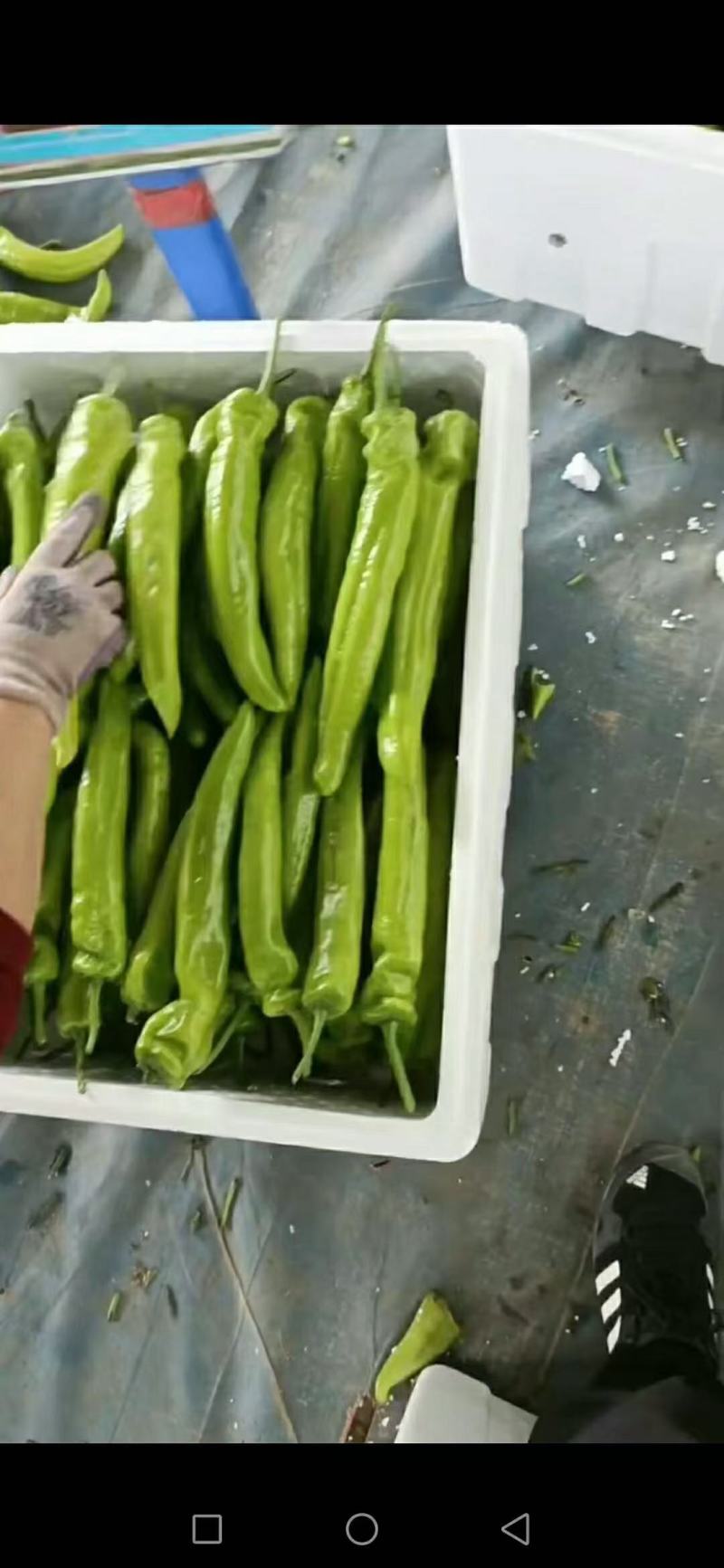 河南尖椒，精品尖椒大量上市，产地直供量大从优，一站式服务