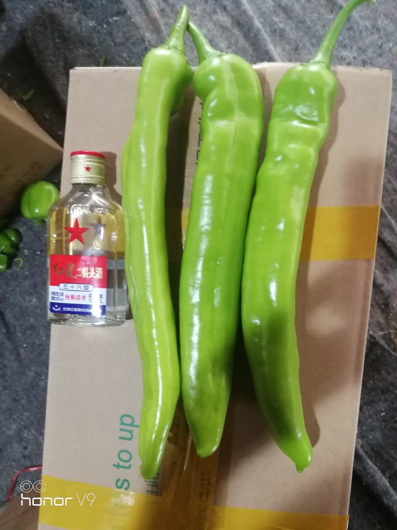 河南尖椒，精品尖椒大量上市，产地直供量大从优，一站式服务