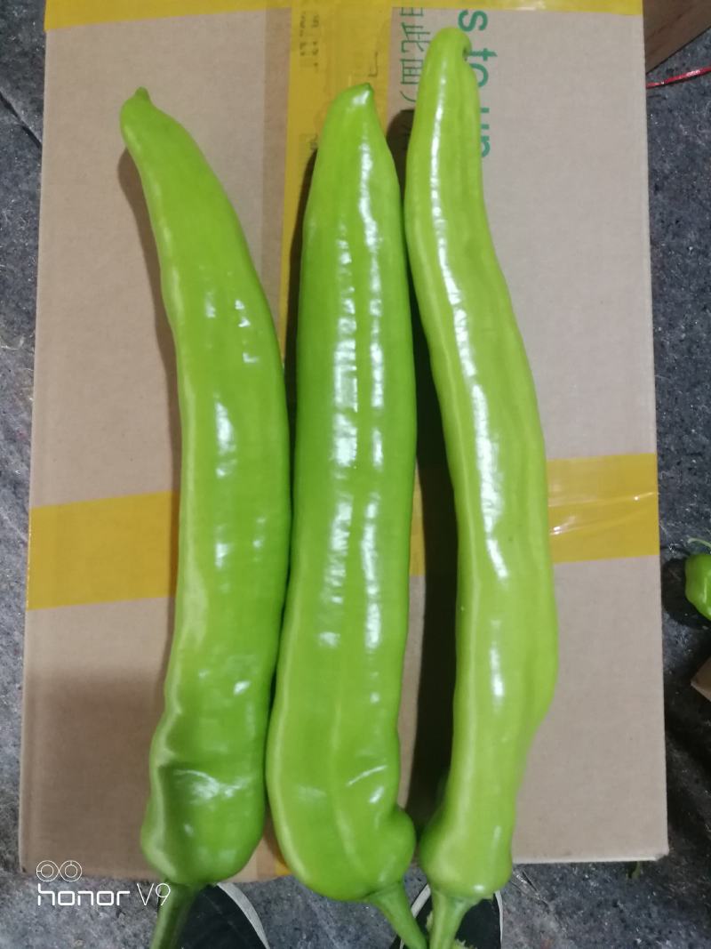 河南尖椒，精品尖椒大量上市，产地直供量大从优，一站式服务