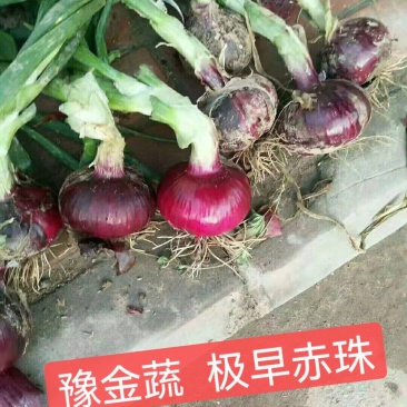 极早赤珠杂交一代扁厚型紫红亮丽，亩产1.2万斤