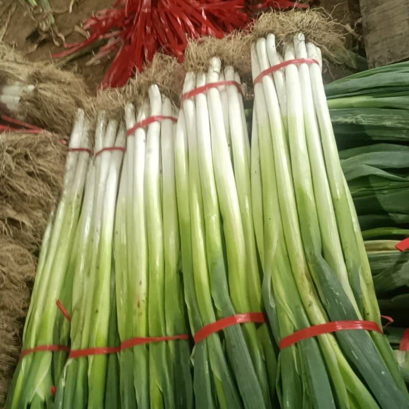 章丘长白大葱现已大量上市，团购装梱，盒装葱