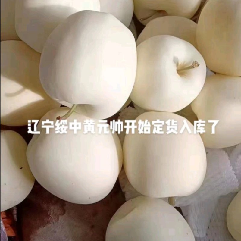 黄元帅苹果，全国发货，批发