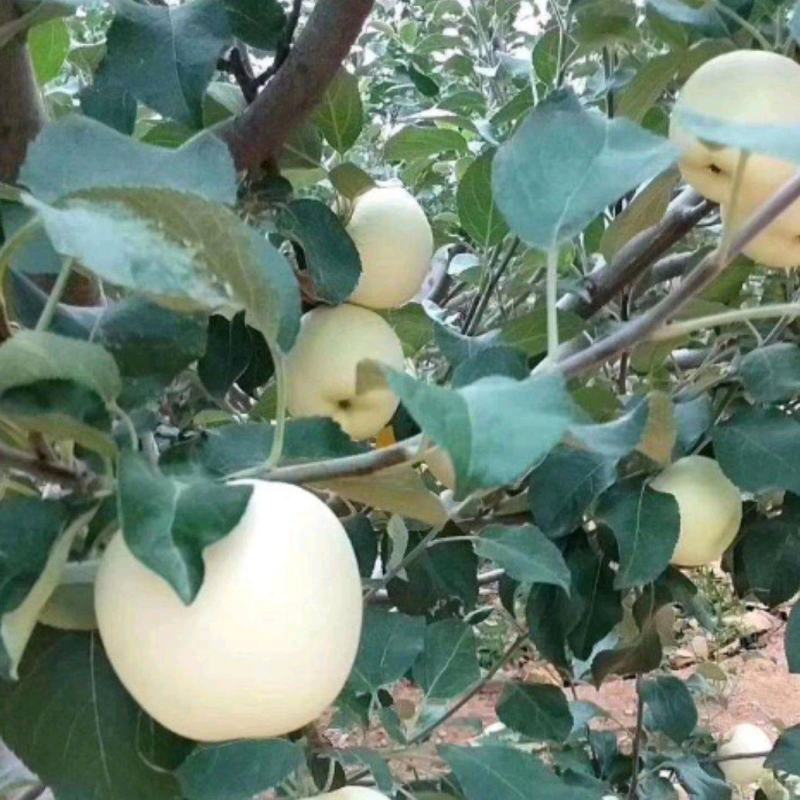 黄元帅苹果，全国发货，批发