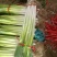 章丘长白大葱现已大量上市，团购装梱，盒装葱