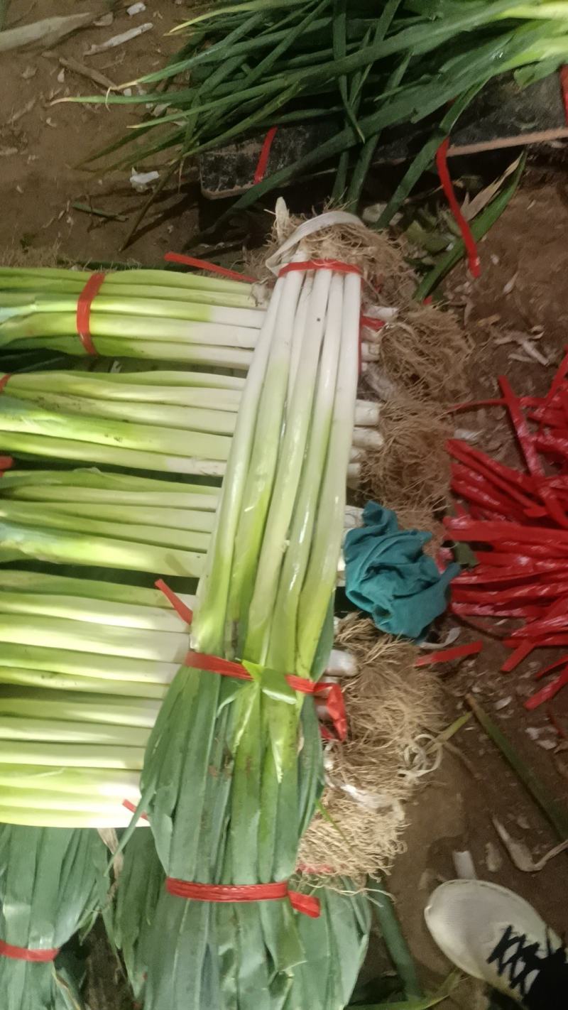 章丘长白大葱现已大量上市，团购装梱，盒装葱