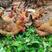 灵山土项鸡，均重3.5斤，价格美丽，6元起
