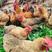 灵山土项鸡，均重3.5斤，价格美丽，6元起
