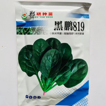 郑研菠菜种子黑鹏819墨绿色圆叶菠菜品种丹麦进口杂交品种