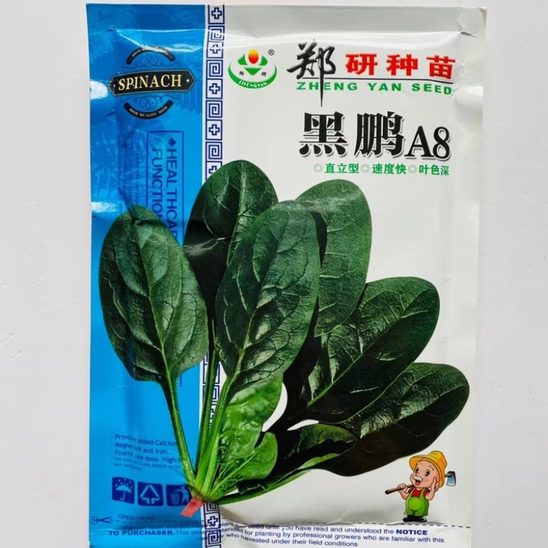 郑研菠菜种子黑鹏819墨绿色圆叶菠菜品种丹麦进口杂交品种