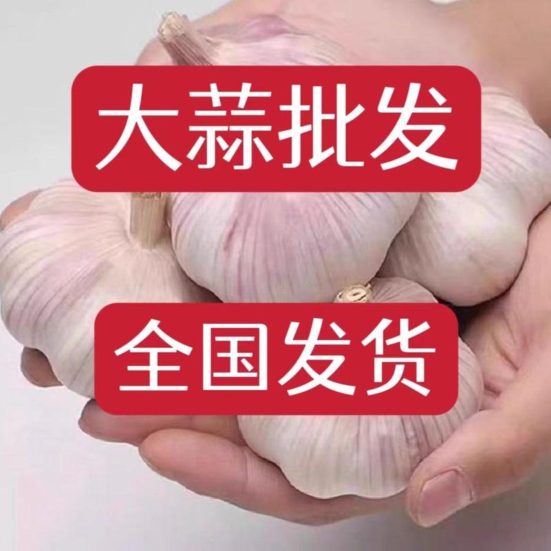 精品紫皮蒜供出口4～6公分市场货6～7公分深加工保质量