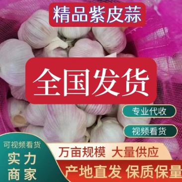 山东精品紫皮大蒜白皮大蒜产地批发保证质量全国发货