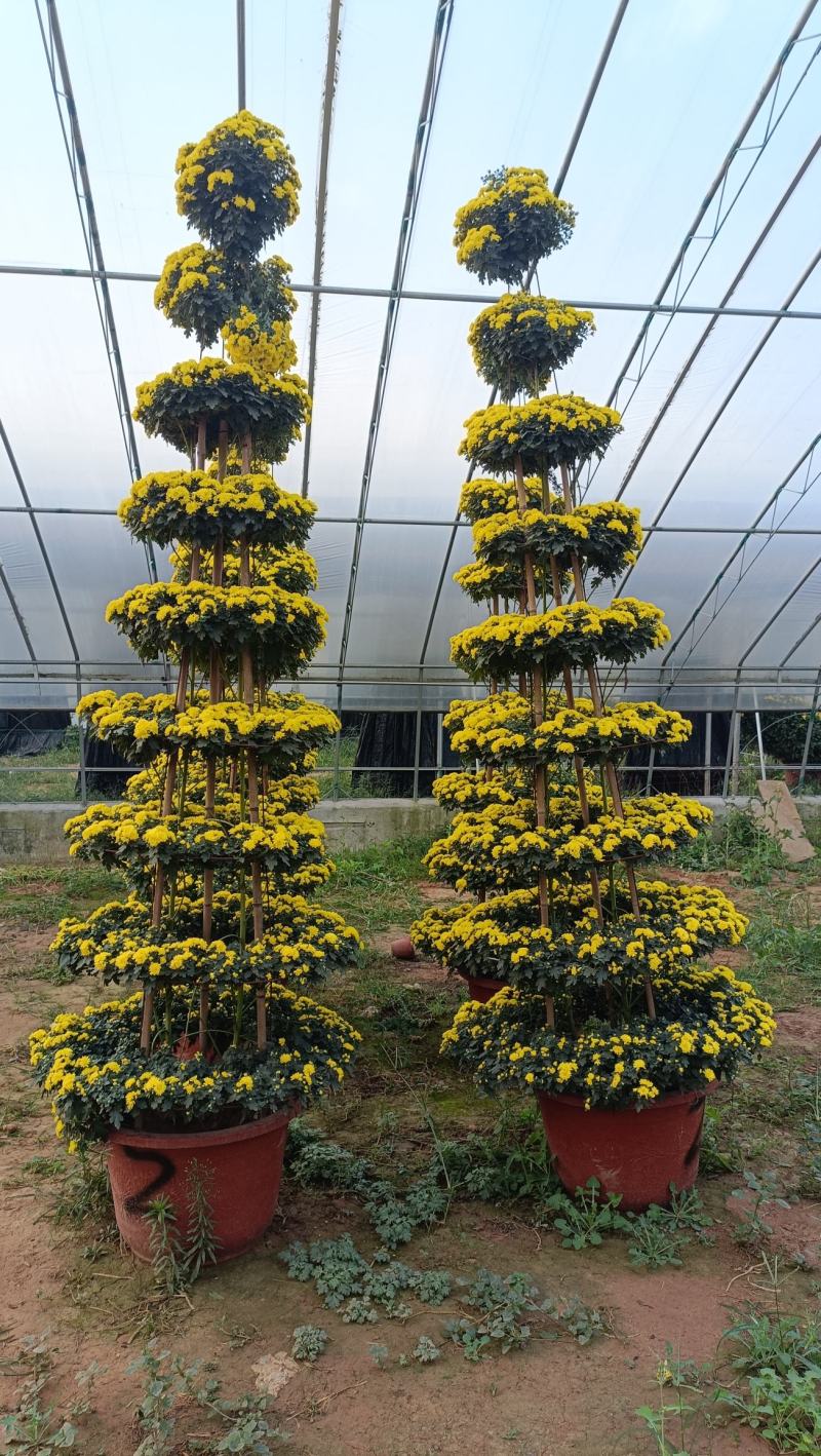 造型菊花，菊艺造型品种多样，菊花节施工品种