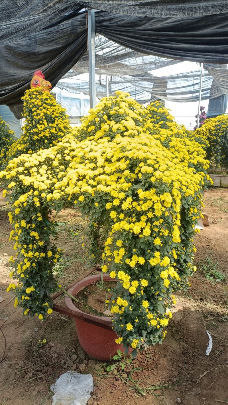 造型菊花，菊艺造型品种多样，菊花节施工品种