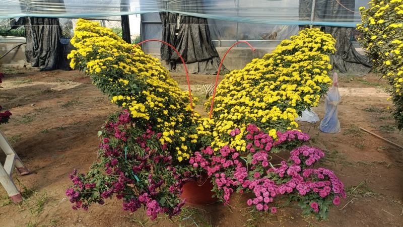 造型菊花，菊艺造型品种多样，菊花节施工品种