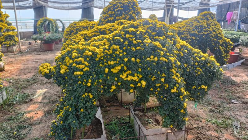 造型菊花，菊艺造型品种多样，菊花节施工品种