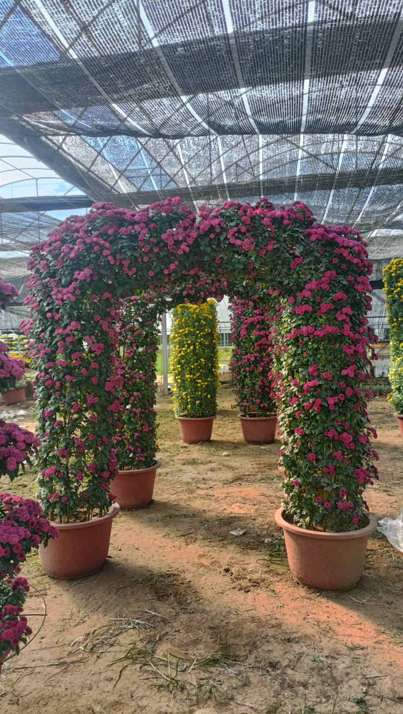 造型菊花，菊艺造型品种多样，菊花节施工品种