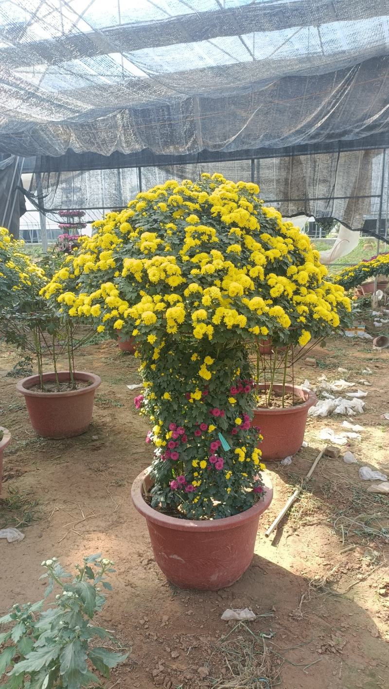 造型菊花，菊艺造型品种多样，菊花节施工品种