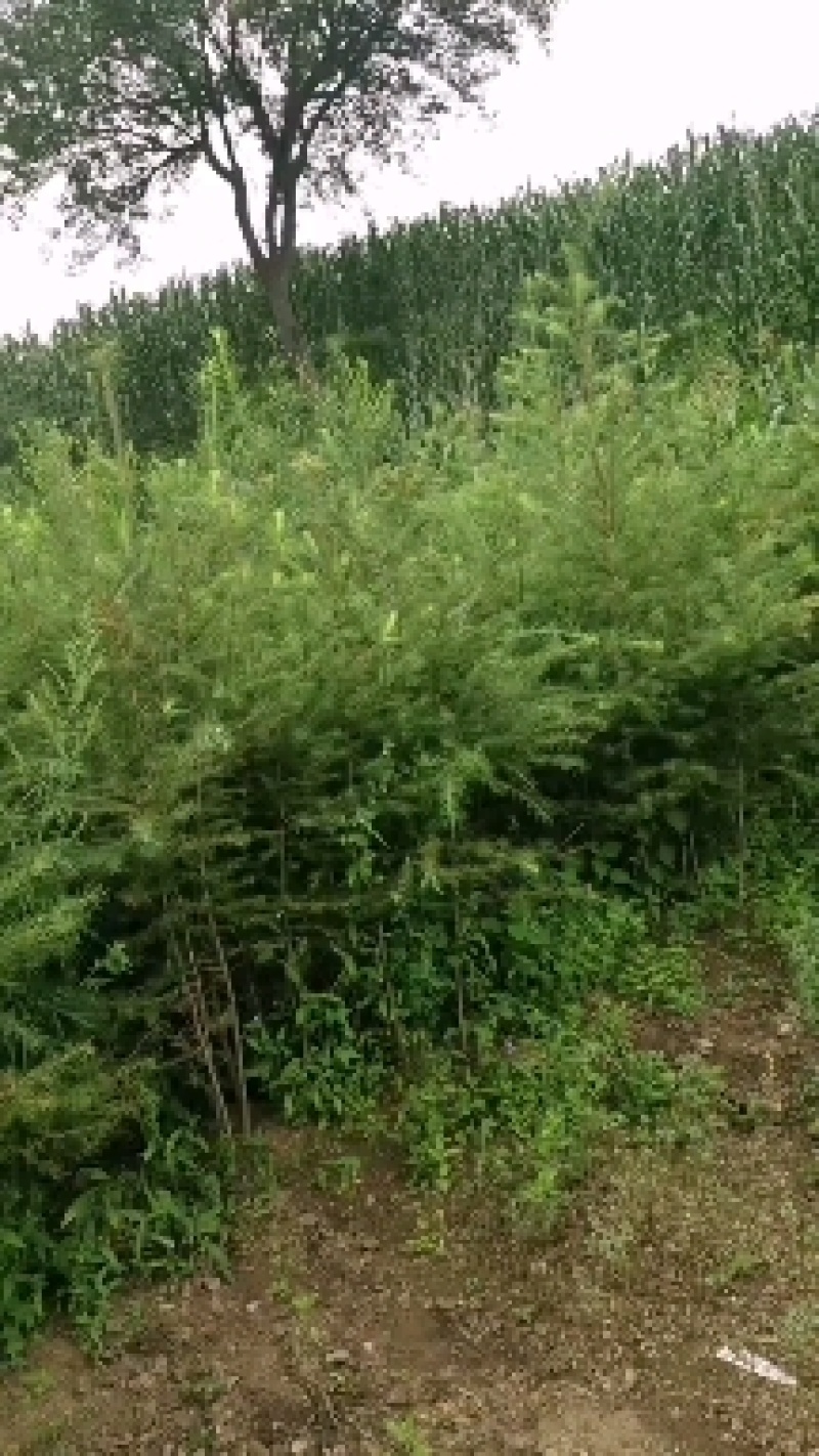 21杯落叶松杯苗2米左右品质保证欢迎咨询合作