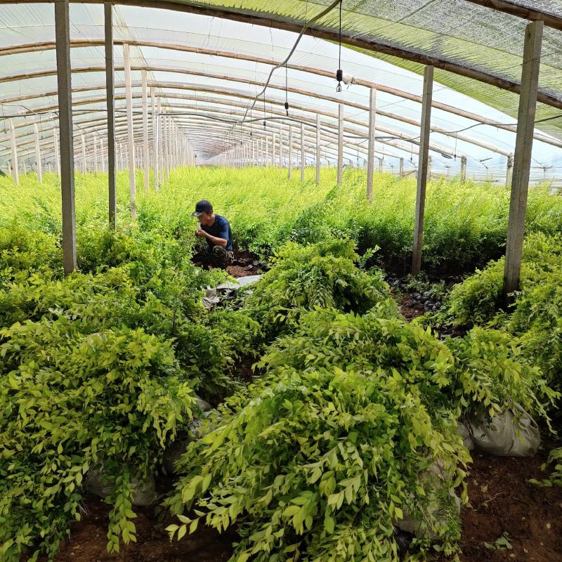 金叶榆杯苗，30-80cm高度，山坡绿化用苗
