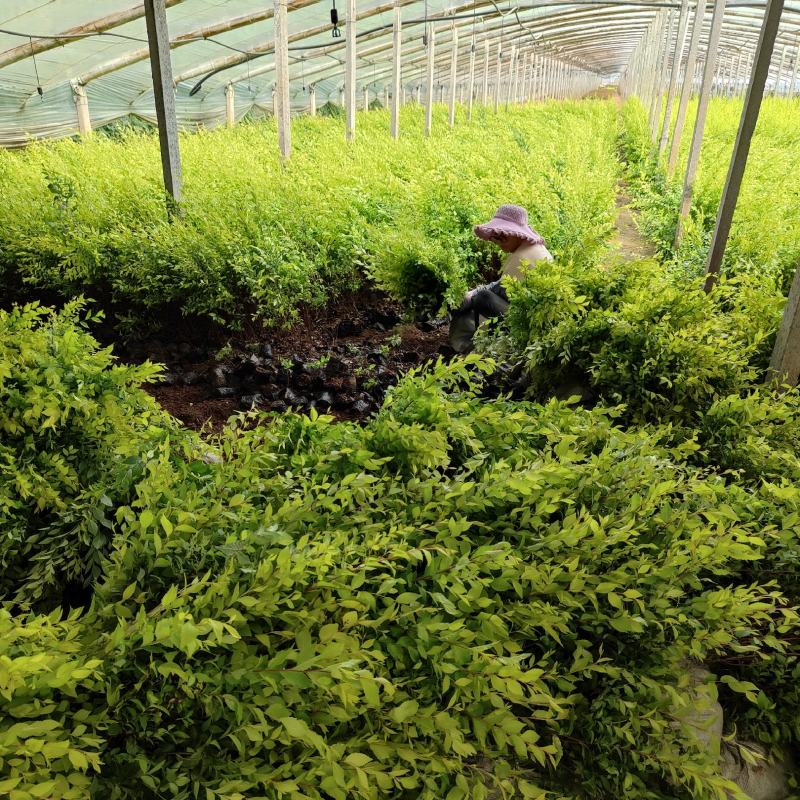 金叶榆杯苗，30-80cm高度，山坡绿化用苗