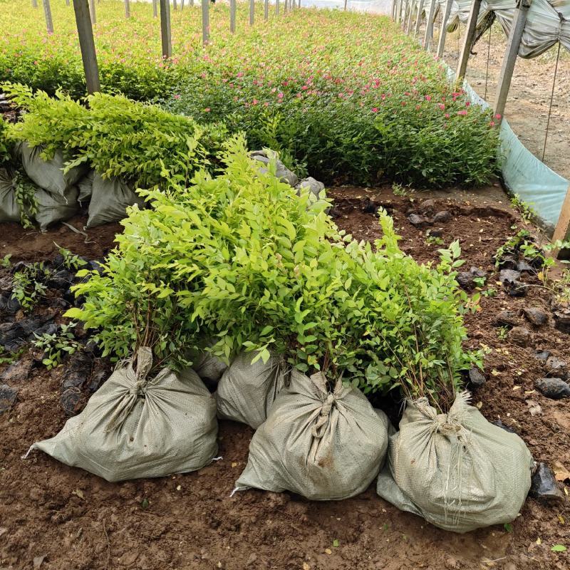 金叶榆杯苗，30-80cm高度，山坡绿化用苗
