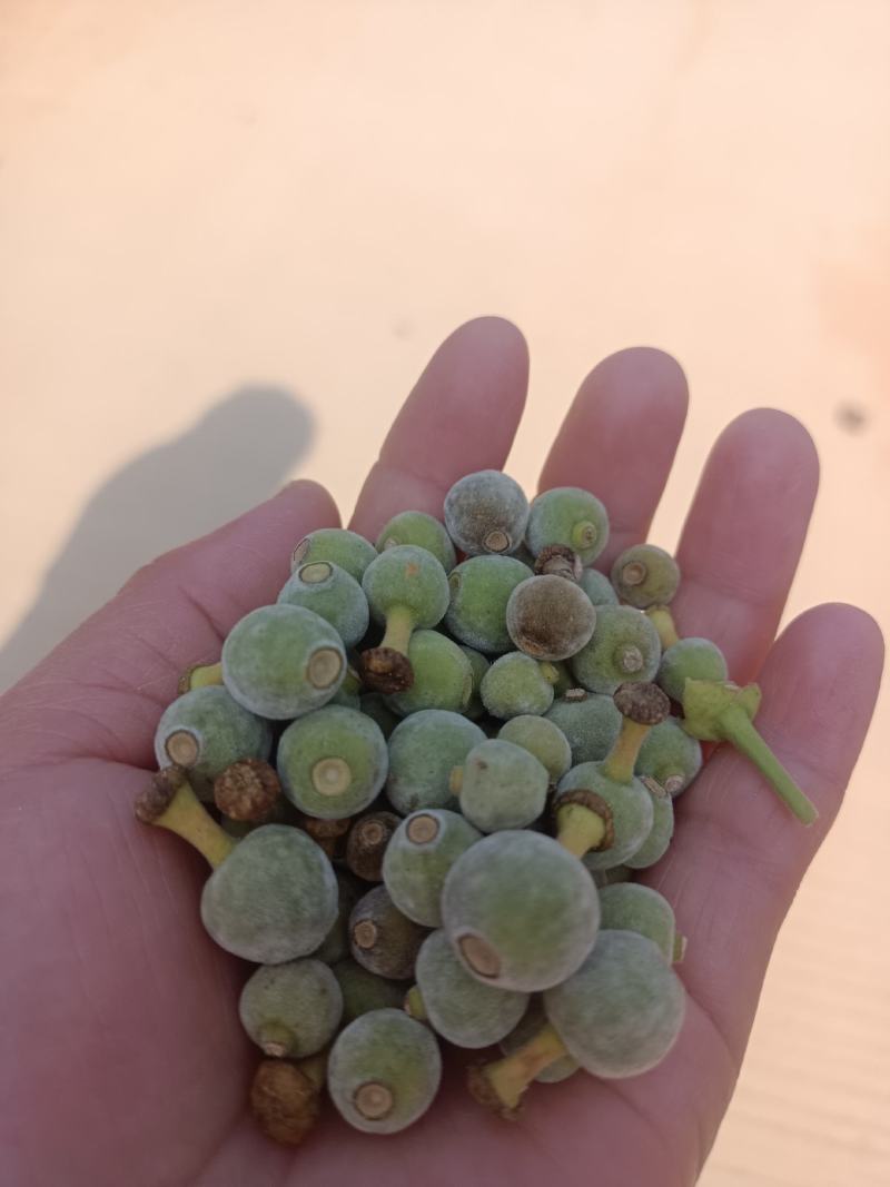 批发产地橘红胎果，小胎果，一手货源，大量有货，价格美丽