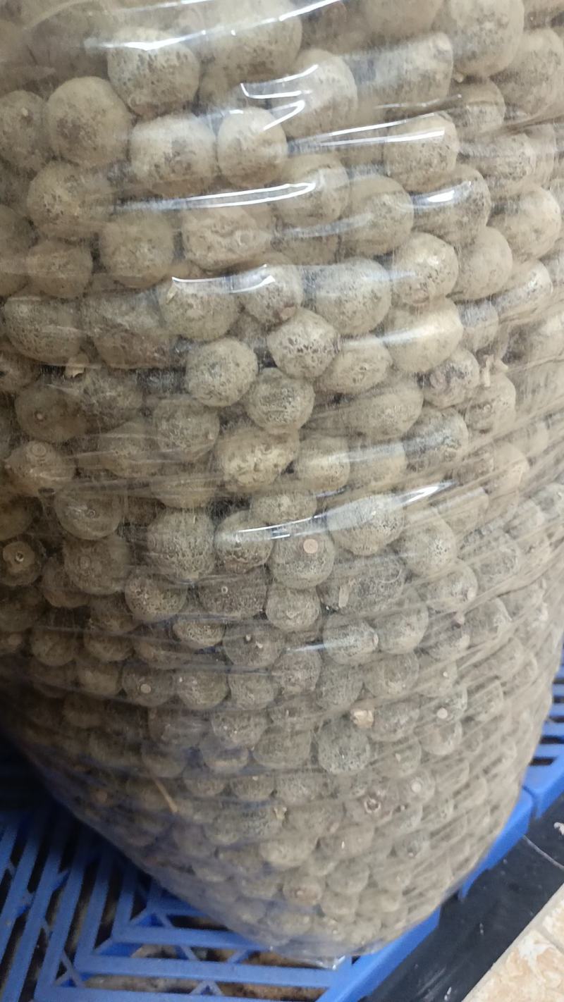 批发产地橘红胎果，小胎果，一手货源，大量有货，价格美丽