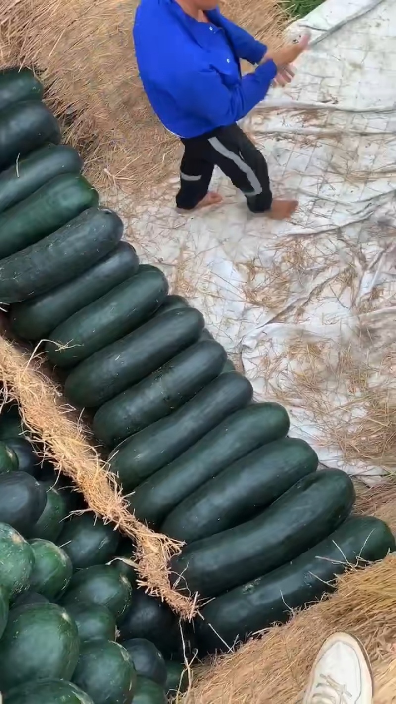 贵州冬瓜，安顺冬瓜产地直发，保证货对版，诚信经营价格优惠