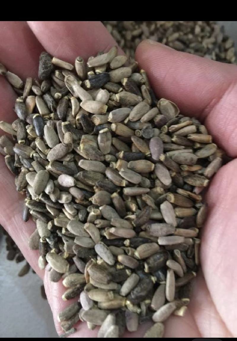 【水飞蓟】陕西产地直供质量保证一手货源欢迎订购