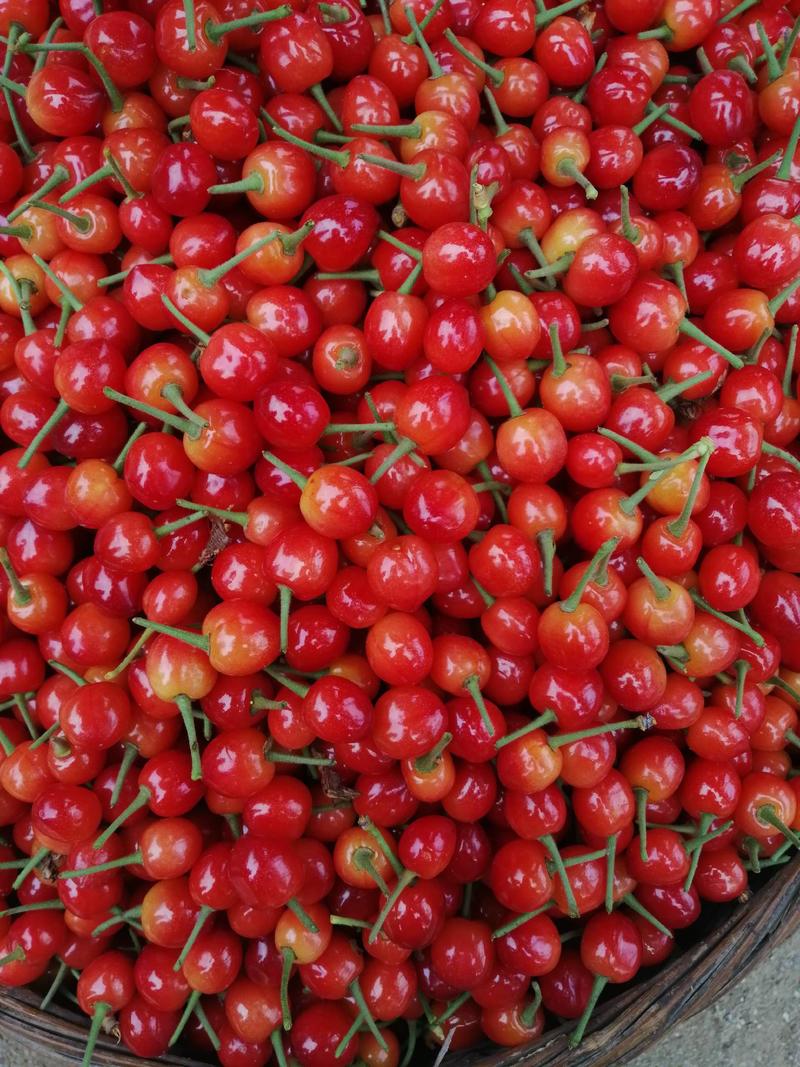 【推荐】夕阳红樱桃一手货源对接市场商超量大价优，质量好
