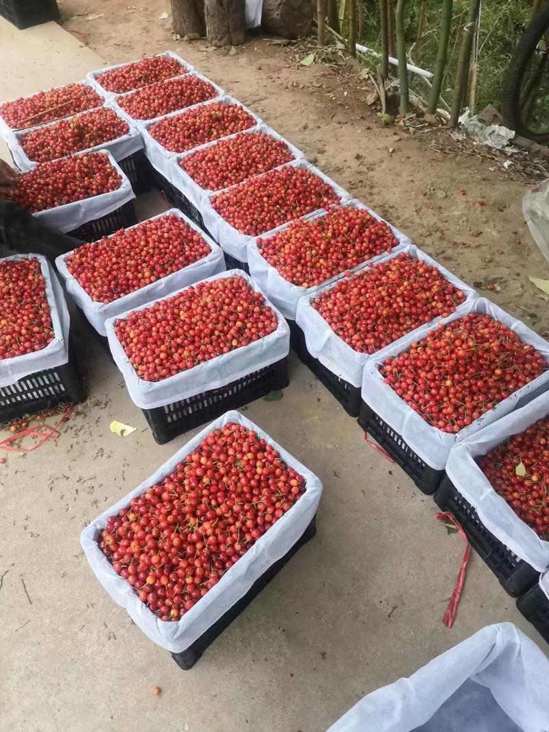 【推荐】夕阳红樱桃一手货源对接市场商超量大价优，质量好