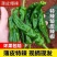 小皱皮辣椒大皱皮椒产地看货论价价格随行就市