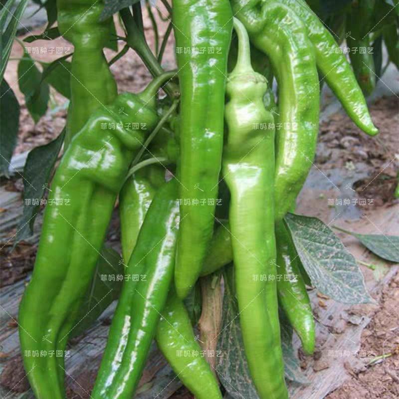 羊角椒红杠椒产地一手货源无中间商赚差价量大从优